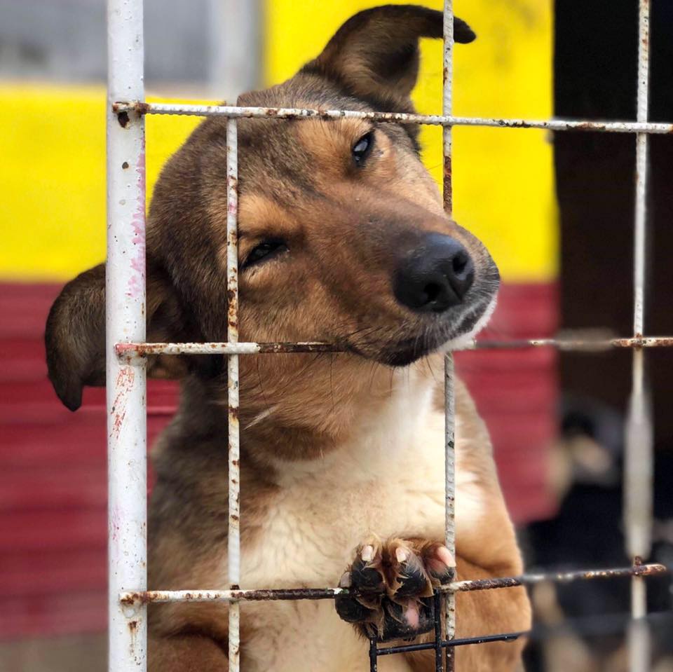 Romanian Street Dog Breed Romanian Dog Rescue Sussex Susie Small